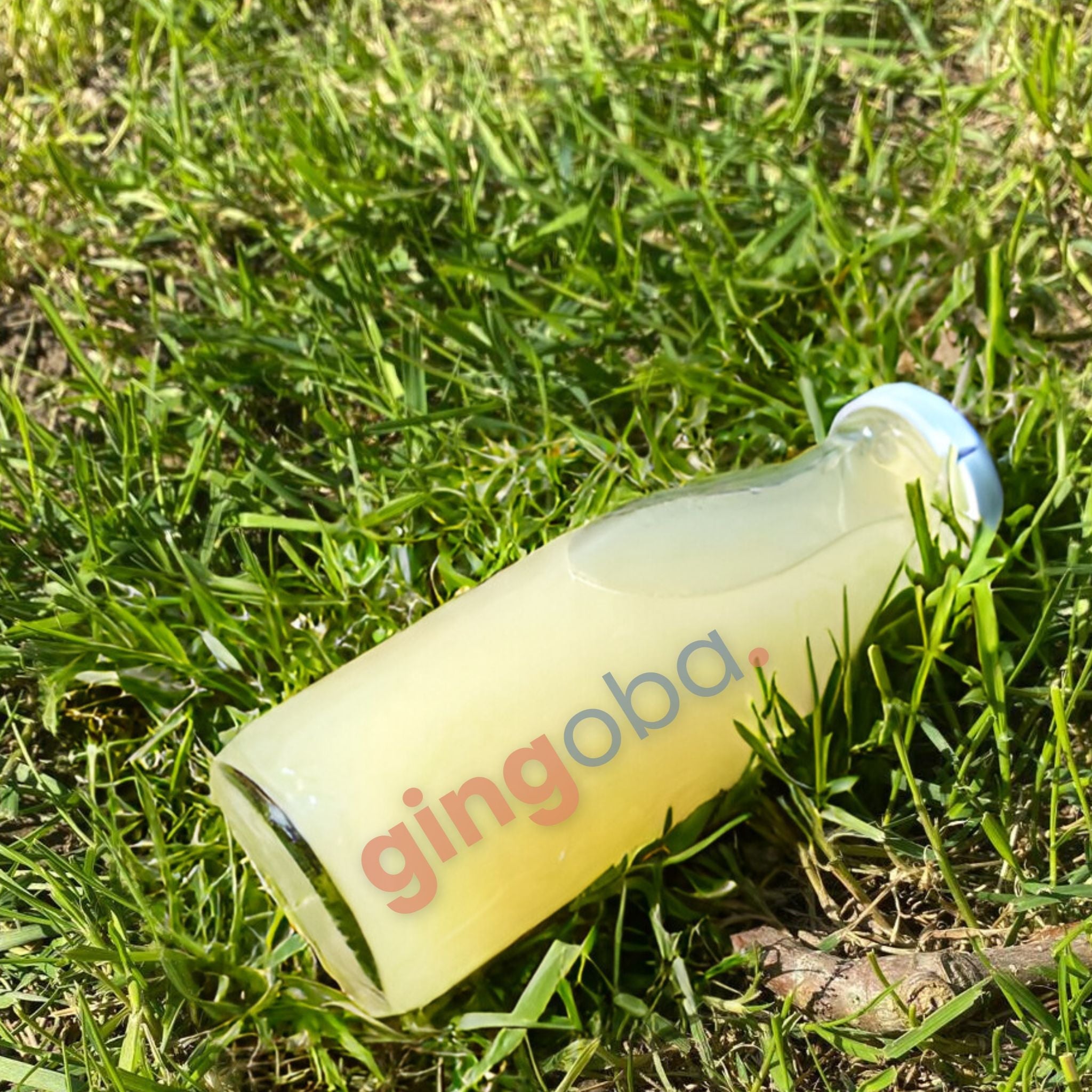Gingoba, boisson énergisante au Gingembre, 25cl